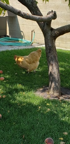 Yup a chicken under the peach tree