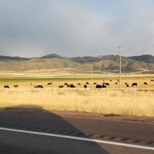 beautiful scene with cattle in field
