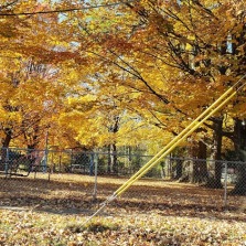 yellow trees at Sanford
